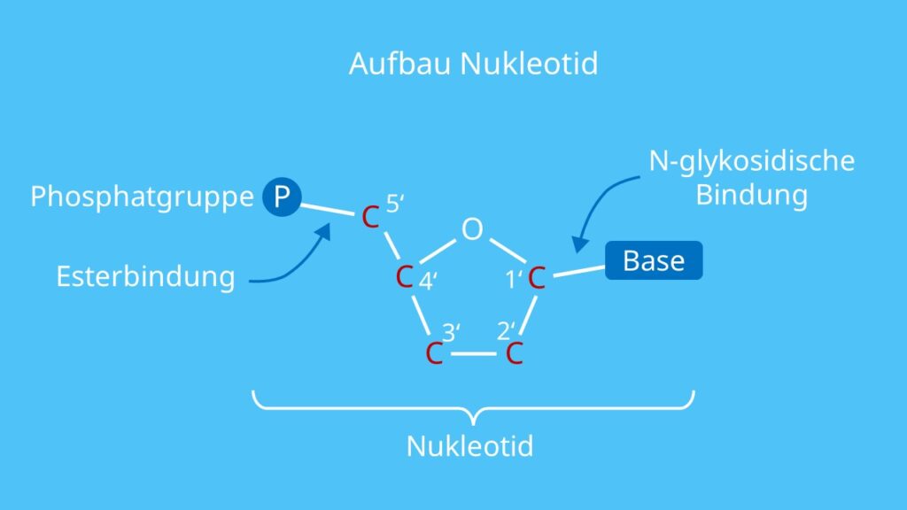 Nukleosid, Nukleotid, N-glykosidsiche Bindung, Base, Esterbindung, Phosphat, Zucker, DNA, RNA