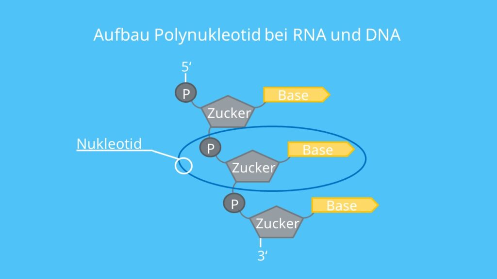 DNA, RNA, Polynukleotid, Nukleotid, Base, Ribose, desoxyribose, Phosphatgruppe, Phosphodiesterbindung, Nukleinsäuren
