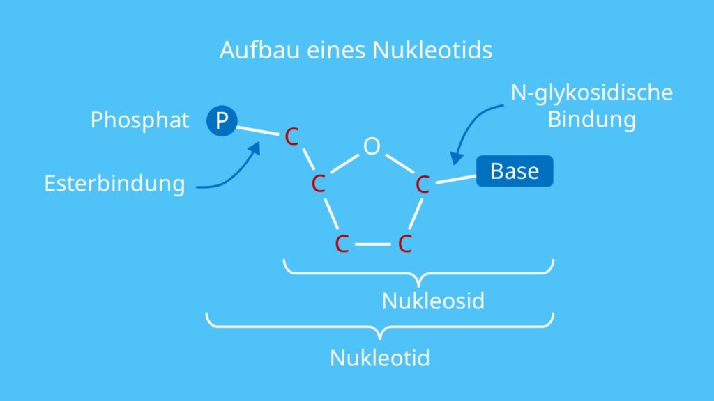 Aufbau eines Nukleotids, Zucker, Ribose, Phosphatrest, Phosphor, Base, RNA, DNA, Nukleosid, Nukleotid