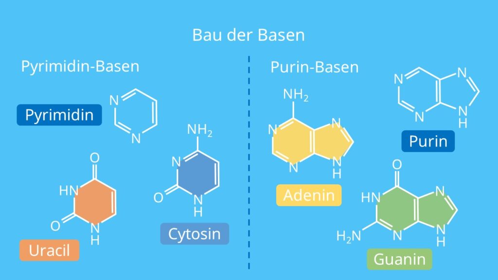 Bau der Basen, Purin, Pyrimidin, Adenin, Cytosin, Guanin, Uracil, Thymin, RNA, DNA