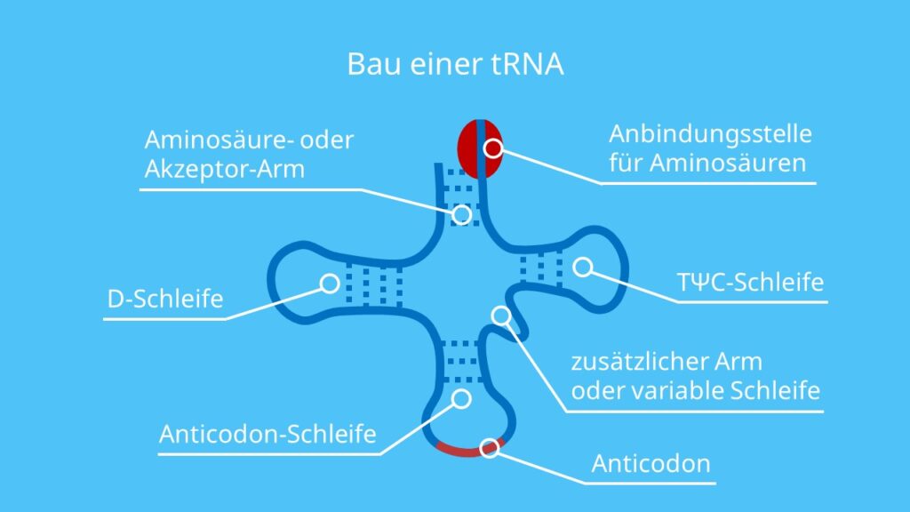 Bau einer tRNA, RNA, Aminosäure, D-Schleife, TΨC-Schleife, Anticodon-Schleife, Proteinbiosynthese, Translation