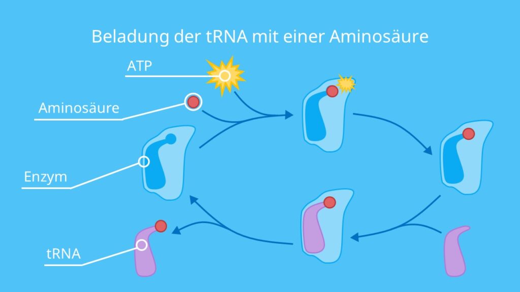 Beladung der tRNA mit einer Aminosäure, Aminosäure, Aminoacyl-tRNA-Synthetase, ATP