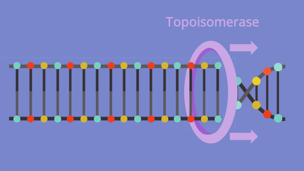 DNA Replikation, Doppelhelix, Topoisomerase