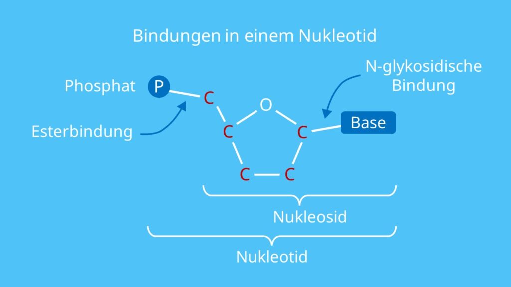 Bindungen in einem Nukleotid, Nukleosid, RNA, Base, Zucker, Phosphatrest
