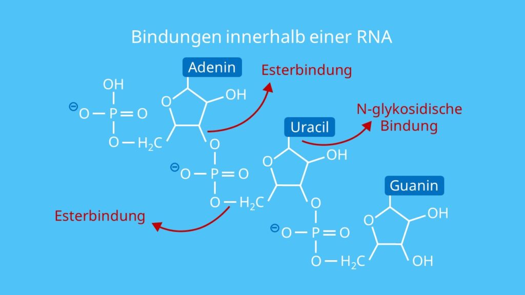 Bindungen innerhalb einer RNA, Esterbindung, N-Glykosidische Bindung, Nukleotid, Ribose, Base, Phosphatrest