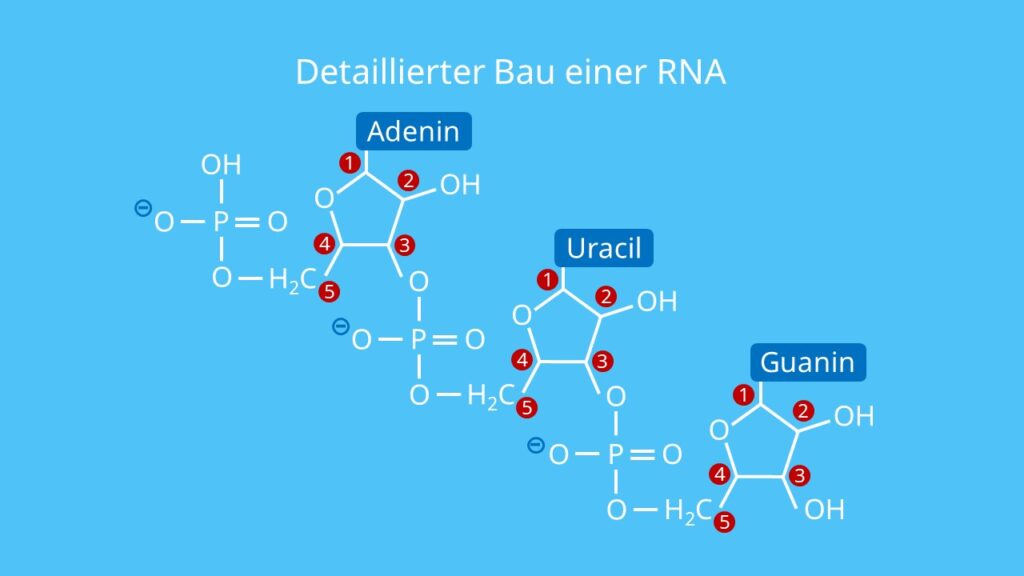 Detaillierter Bau einer RNA, Ribose, Phosphatrest, Base, Uracil, RNA