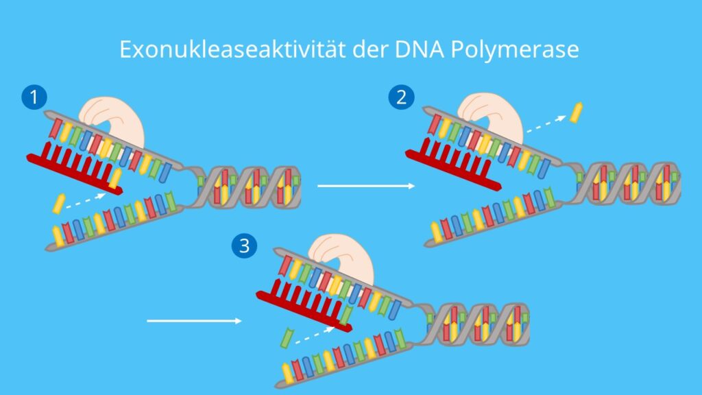 Exonukleaseaktivität, DNA Reparatur, DNA Polymerase, DNA Replikation, DNA, Nukleotide, DNA Basen