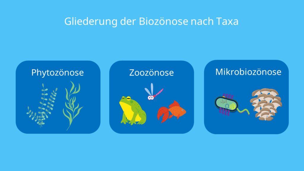 Taxon, Phytozönose, Zoozönose, Mikrobiozönose, Zönose, Gemeinschaft, Pflanzen, Tiere, Mikroorganismen, Unterteilung
