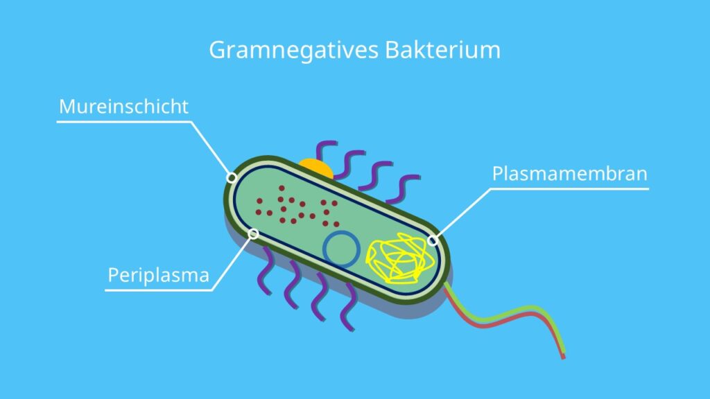 Gramnegatives Bakterium, Murein, Peptidoglycan, gramnegativ, Gramfärbung, Bakterium