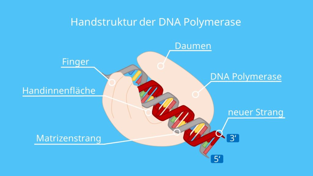 DNA Polymerase, DNA Polymerase 3, finger, palm, thumb, DNA Replikation, Nukleotide