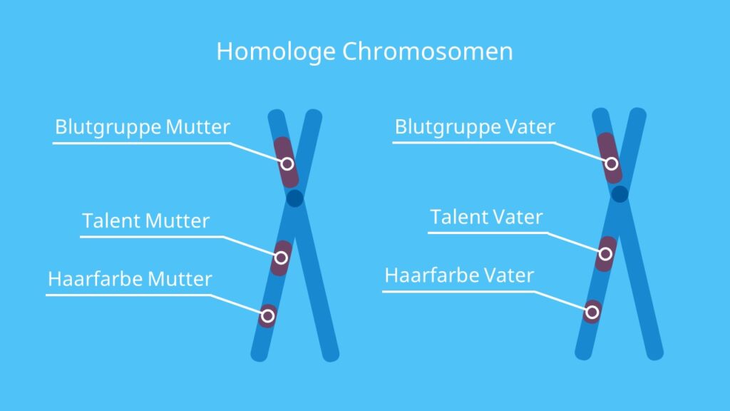 Homologe Chromosomen, Chromosomen, Schwesterchromosomen, Chromosomenpaar