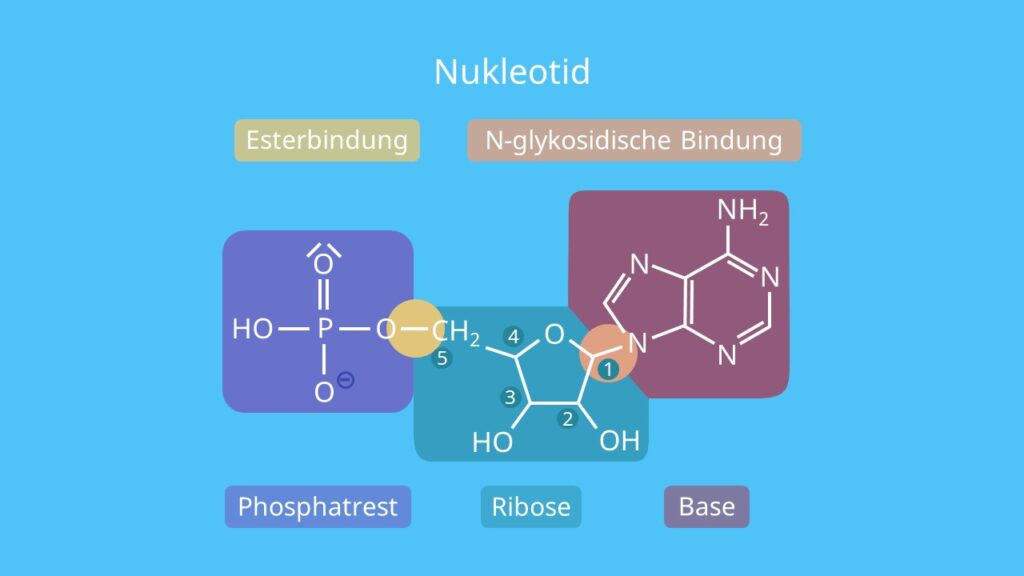 Nukleotid, Phosphat, Esterbindung, Nukleosid, Nukleotid, Ribose, rRNA