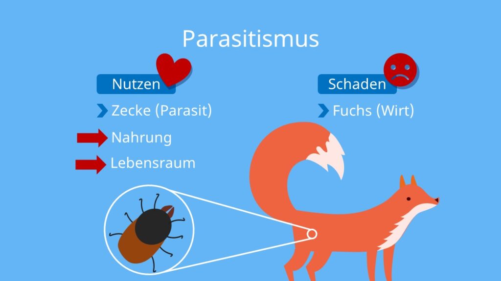 Parasit, Wirt, interspezifische Beziehung, biotischer Faktor, Zecken