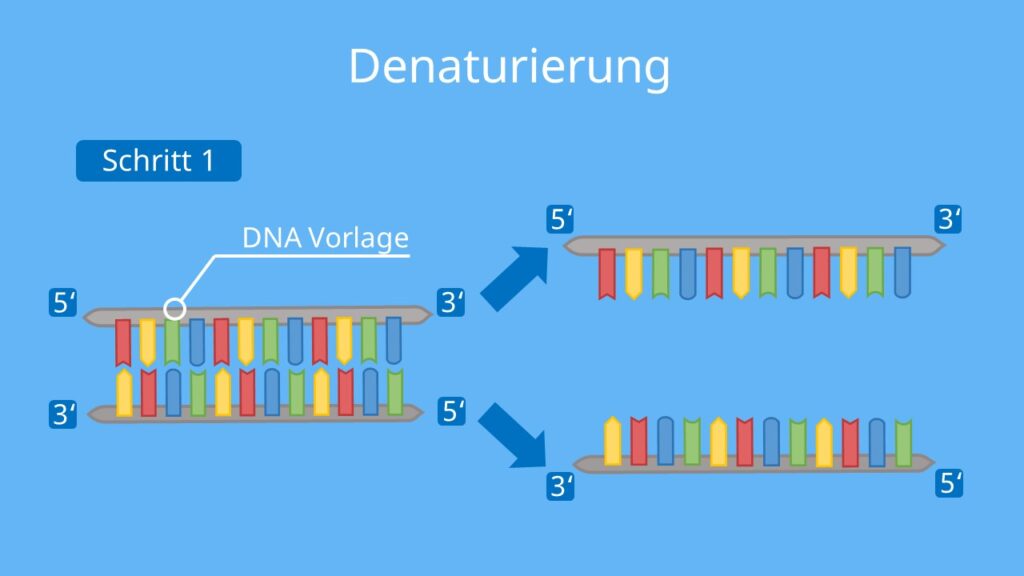 PCR, Polymerase Kettenreaktion, DNA, Nukleotide, DNA Polymerase, Primer, Denaturierung, Elongation, PCR Methode
