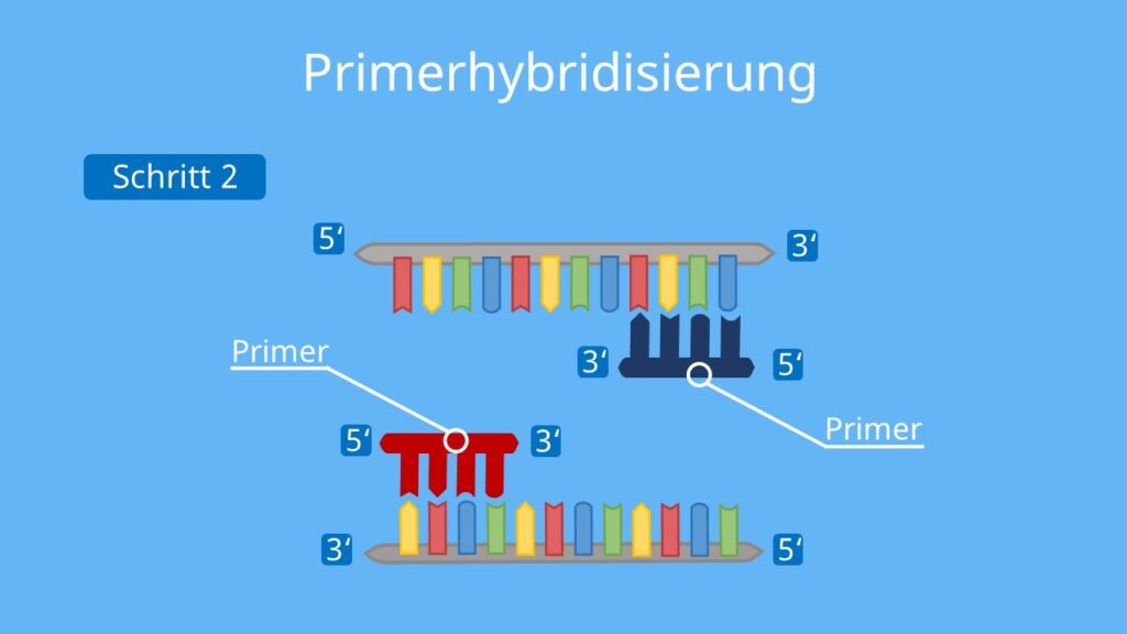 PCR, Polymerase Kettenreaktion, DNA, Nukleotide, DNA Polymerase, Primer, Denaturierung, Elongation, PCR Methode