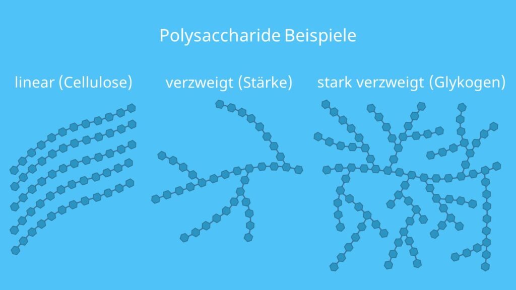 Polysaccharid Beispiel, Polysaccharide Beispiele, Glykogen, Stärke, Cellulose