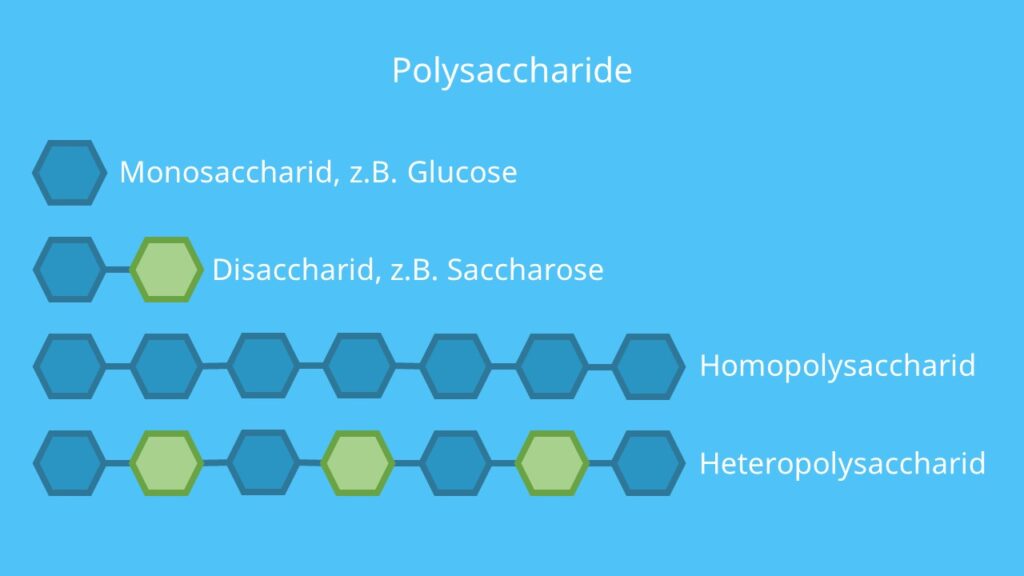 Polysaccharide, Monosaccharide, Disaccharide, Monosaccharid, Disaccharid, Polysaccharid, Homoglykan, Heteroglykan, Homoglykane, Heteroglykane