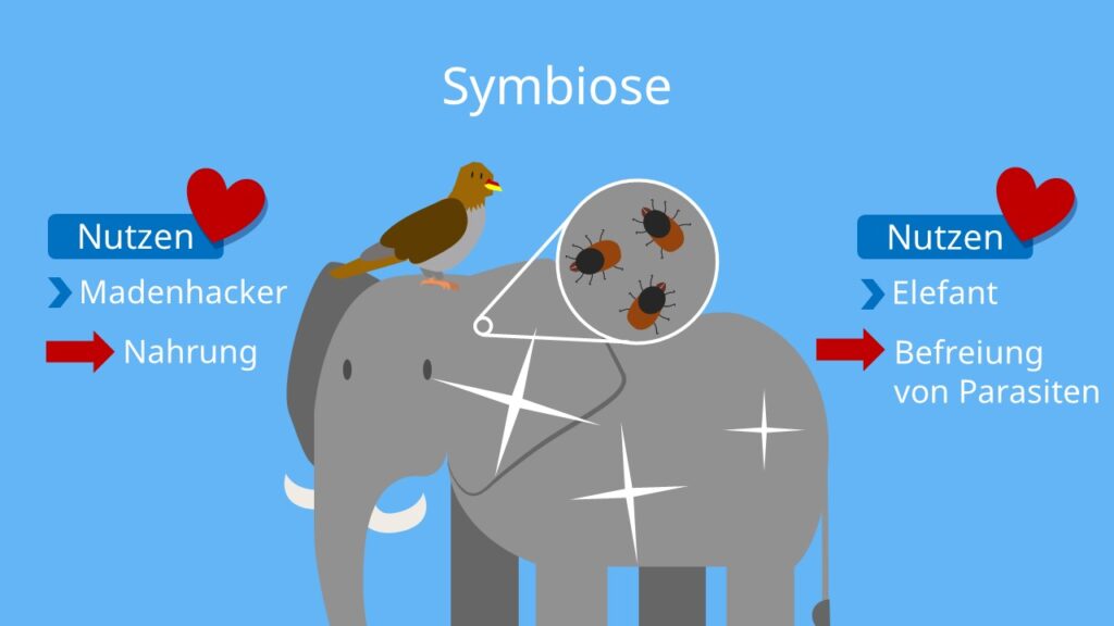Symbiose, biotischer Faktor, interspezifische Beziehung, Zusammenleben, Vorteil für beide Arten, Elefant, Madenhacker, Putzsymbiose