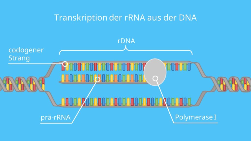 Transkription der rRNA aus der DNA, Ribsomen, rRNA, Proteinbiosynthese, Translation, Transkription, Eukaryoten, Prokaryoten, DNA