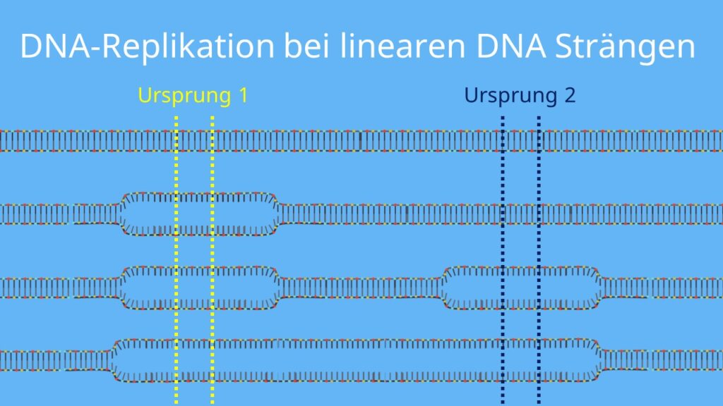  Replikation, Replikationsursprung, Origin, DNA Polymerase, Eukaryoten, chromosom