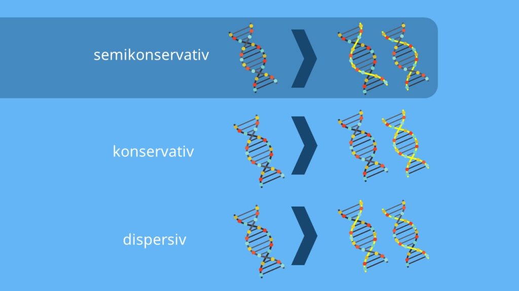 DNA, semikonservativ, konservativ, Meselson Stahl Experiment, despersiv