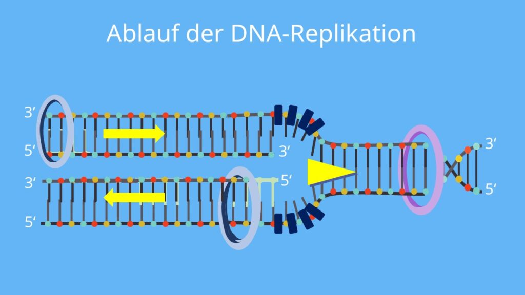 DNA, DNA Polymerase, Replikation, Leitstrang, Folgestrang, Helikase, komplementäre Basen, Nukleotide