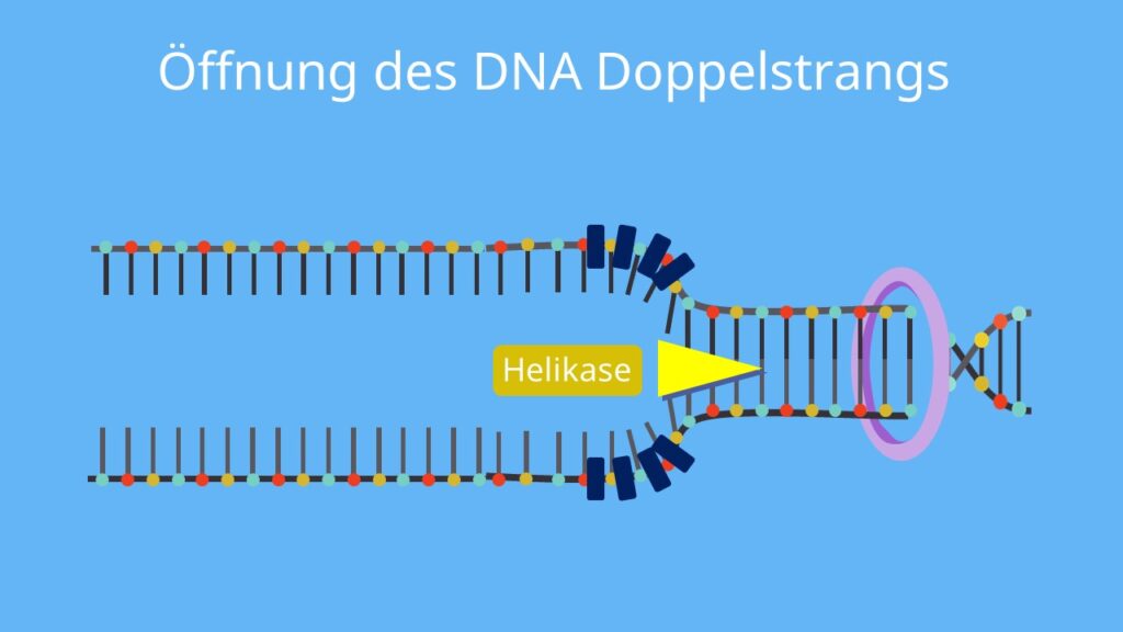 DNA Replikation, Doppelhelix, Wasserstoffbrückenbindungen, DNA Basen, Denaturierung, Replikationsgabel