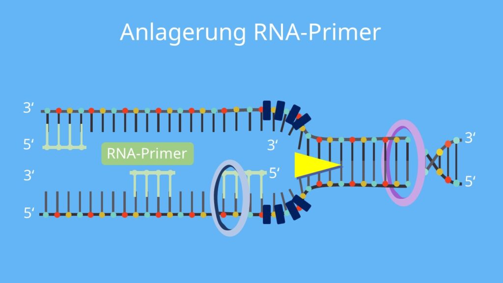 Primase, DNA replikation, Primase, Nukleotide