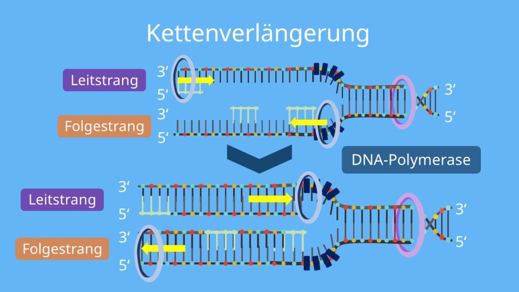 Polymerase, Leitrang, Folgestrang, Okazaki Fragment, diskontinuierlich, kontinuierlich, DNA Replikation, DNA Synthese