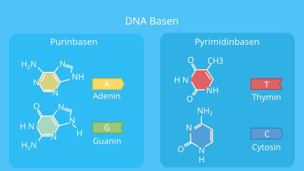 Adenin, Thymin, Cytosin, Guanin, Purinbase, DNA, Pyrimidinbase