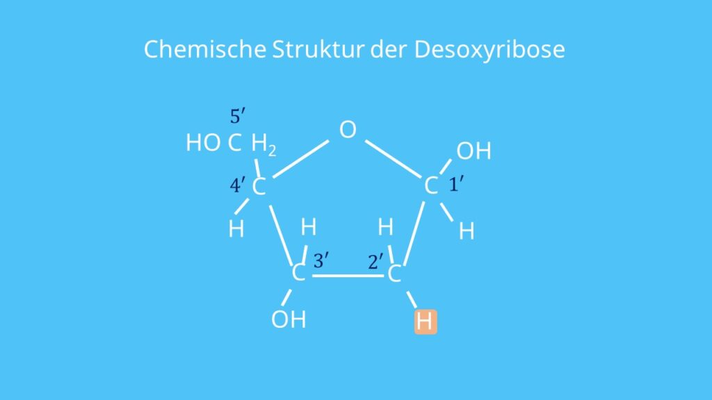 Desoxyribose, Zucker, DNA, Ribose, Sauerstoff, Kohlenstoff, Nukleotid