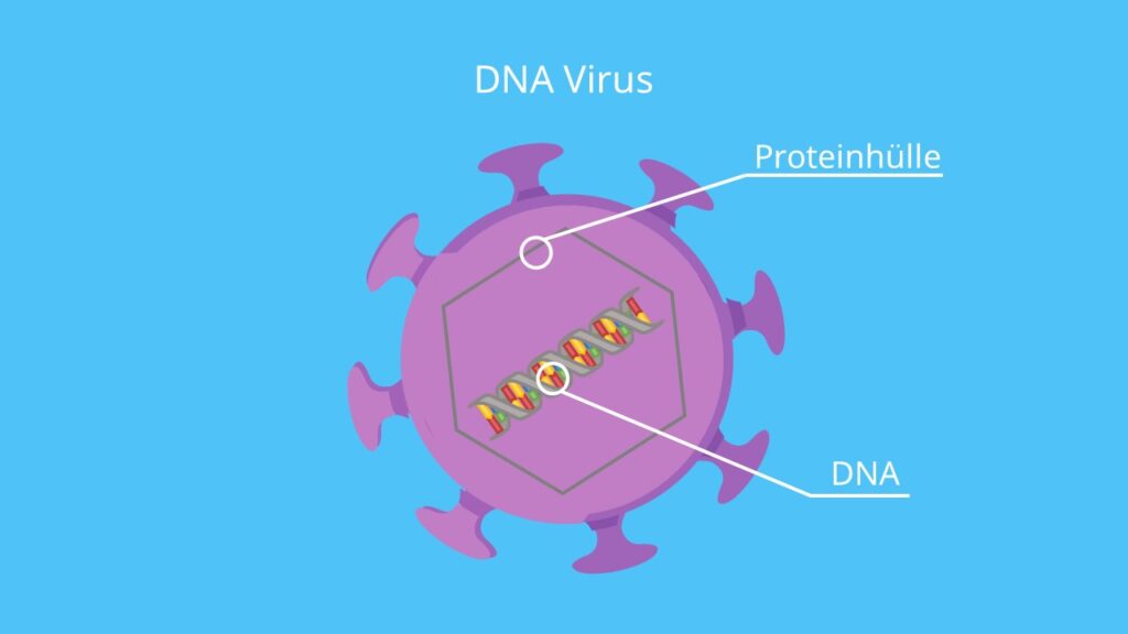DNA, Kapsid, Nukleinsäure, Bakteriophage, Virushülle