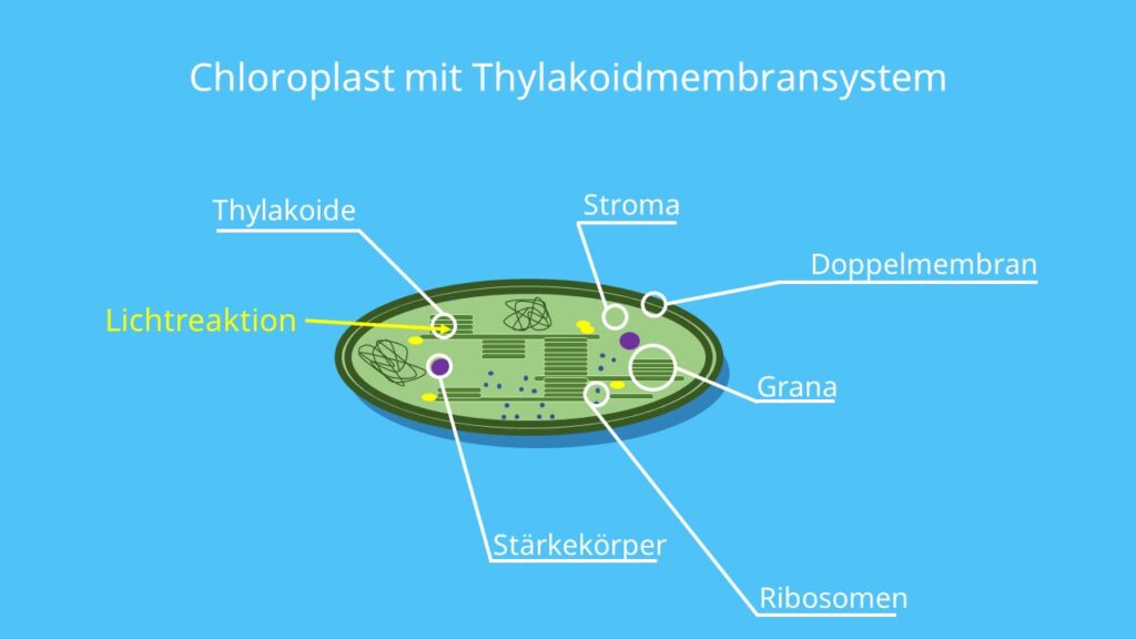 Chloroplasten, Photosynthese, Lichtreaktion, Zellkompartiment, Membran, Grana, Stroma, Thylakoide