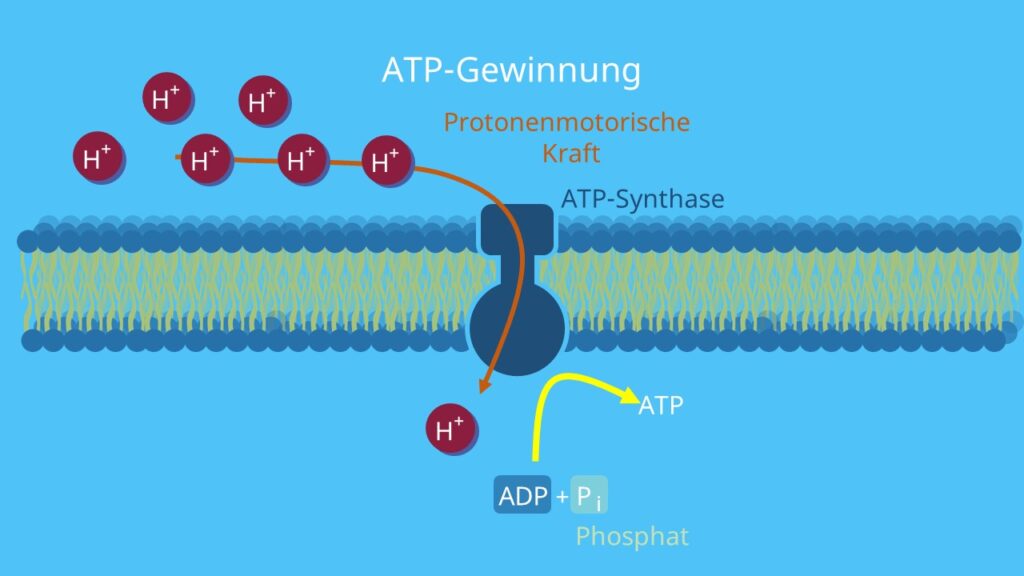 ATP, Protonengradient, chemiosmotische Hypothese, Atmungskette, Photosynthese, Mitochondrien, Membran