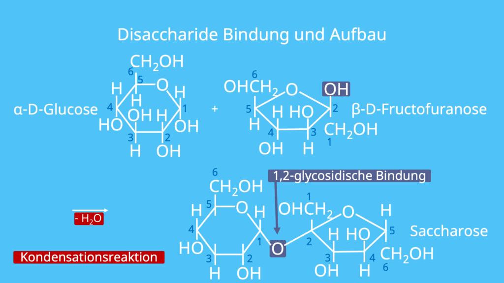 Disaccharide Bildung, Disaccharide Aufbau, Disaccharid, Saccharose, Glucose, Fructose