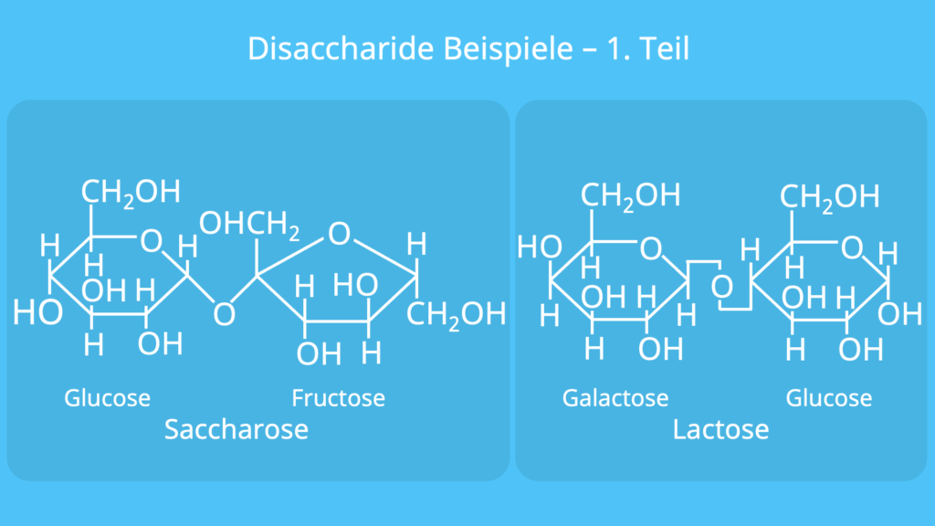 Disaccharide Beispiele, Disaccharid Beispiel, Saccharose, Lactose, Maltose, Trehalose, Cellobiose