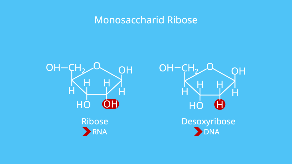Monosaccharid, Monosaccharide, Beispiel, Beispiele, Ribose, Desoxyribose