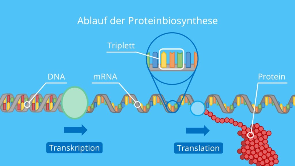 Ablauf der Proteinbiosynthese, Triplett, DNA, mRNA, Protein, Codon, Anticodon, Transkription, Translation