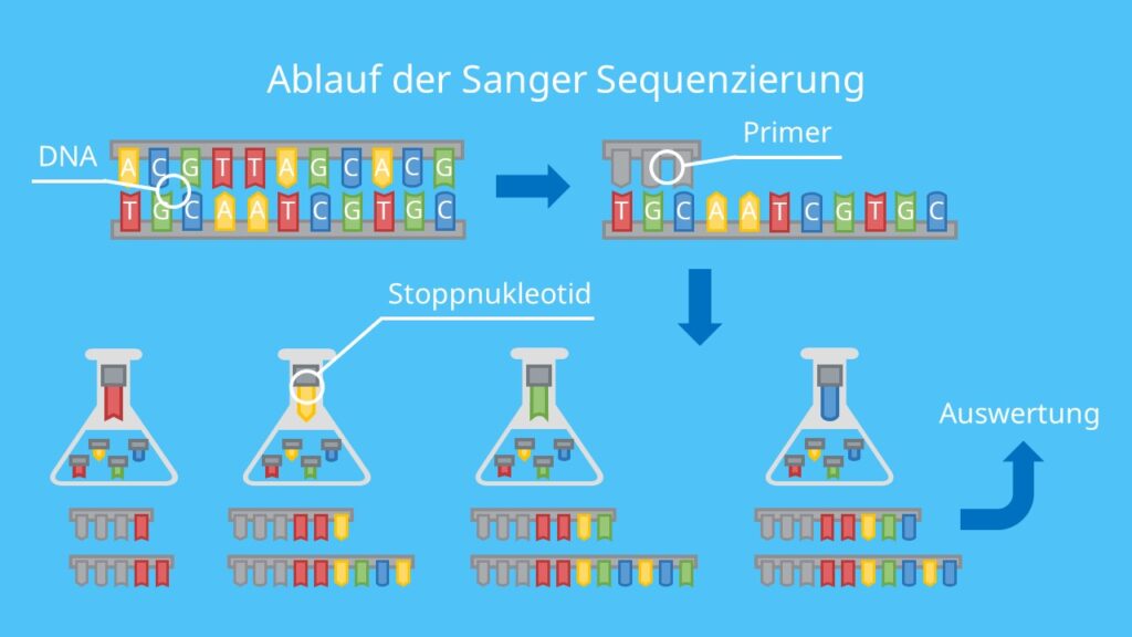 Ablauf der Sanger Sequenzierung, DNA, Nukleotid, DNA Basen, Adenin, Thymin, Cytosin und Guanin, DNA Sequenzierung, Sanger Sequenzierung, Primer, Didesoxynukleotide