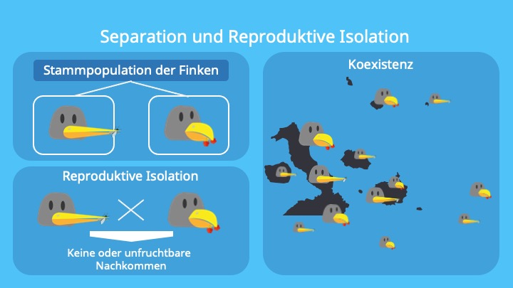 Adaptive Radiation; Teilpopulation, Separation, Koexistenz, Genetische Unterschiede
