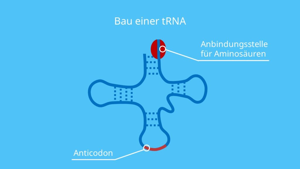 Bau einer tRNA, RNA, Aminosäure, D-Schleife, TΨC-Schleife, Anticodon-Schleife, Proteinbiosynthese, Translation