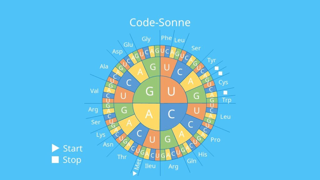 Code-Sonne, Aminosäure, Triplett, Basen, genetischer Code, Translation