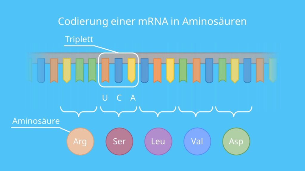 Codierung einer mRNA in Aminosäuren, Base, Codon, Aminosäure, Translation, Triplett, Nukleotid, mRNA, DNA, Protein