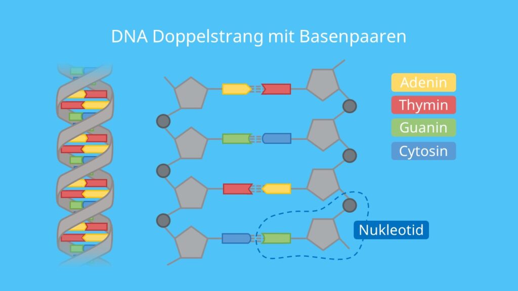 DNA Doppelstrang mit Basenpaaren, DNA, Nukleotid, DNA Basen, Adenin, Thymin, Cytosin und Guanin, DNA Sequenzierung, Sanger Sequenzierung