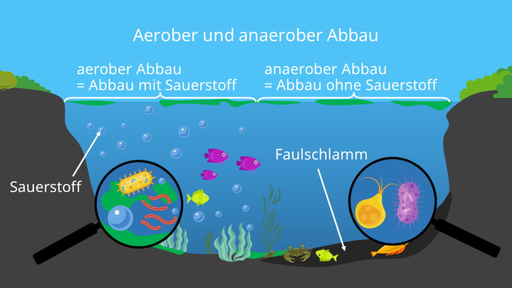 Aerober abbau, anaerober abbau, eutrophierung, Phytoplankton, Faulschlamm, Eutrophierung See