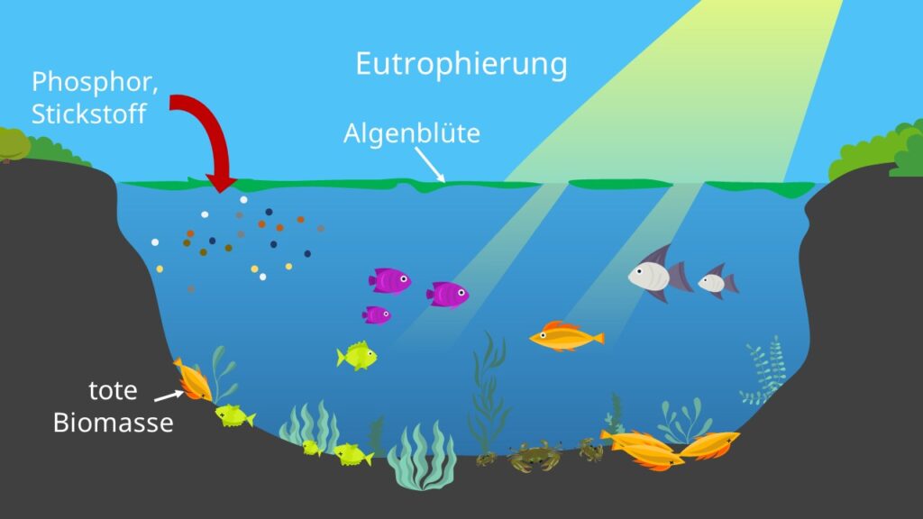 Eutrophierung, Algenblüte, Phytoplankton, Phosphor, Stickstoff, Eutrophierung See