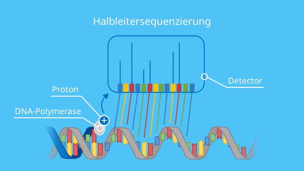 Halbleitersequenzierung, Halbleiter, DNA Sequenzierung, Adenin, Thymin, Guanin, Cytosin, Nukleotide, DNA Polymerase, next generation sequencing