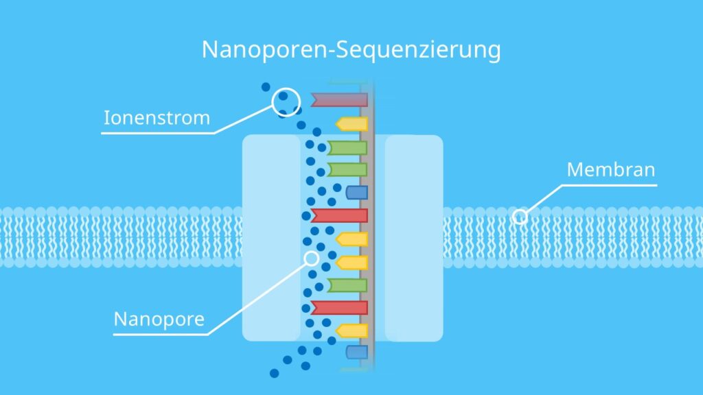 Nanoporen-Sequenzierung, DNA, Membran, DNA Sequenzierung, DNA Base, Spannung, Nanopore