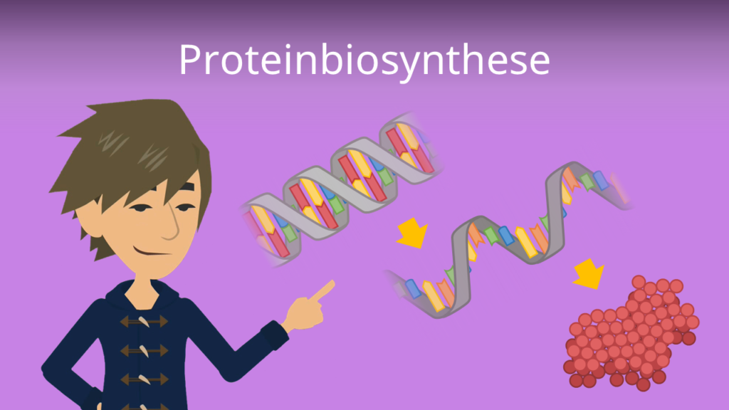 Zum Video: Proteinbiosynthese