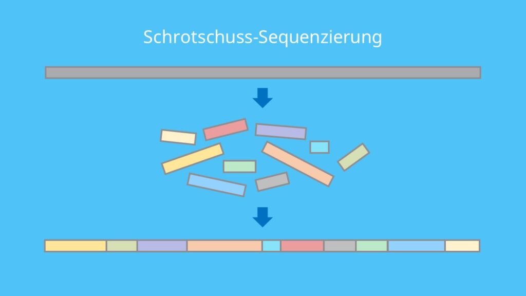 Schrotschuss-Sequenzierung, DNA Sequenzierung, DNA, shotgun Sequenzierung, DNA Fragmente, Eukaryoten, Humangenomprojekt